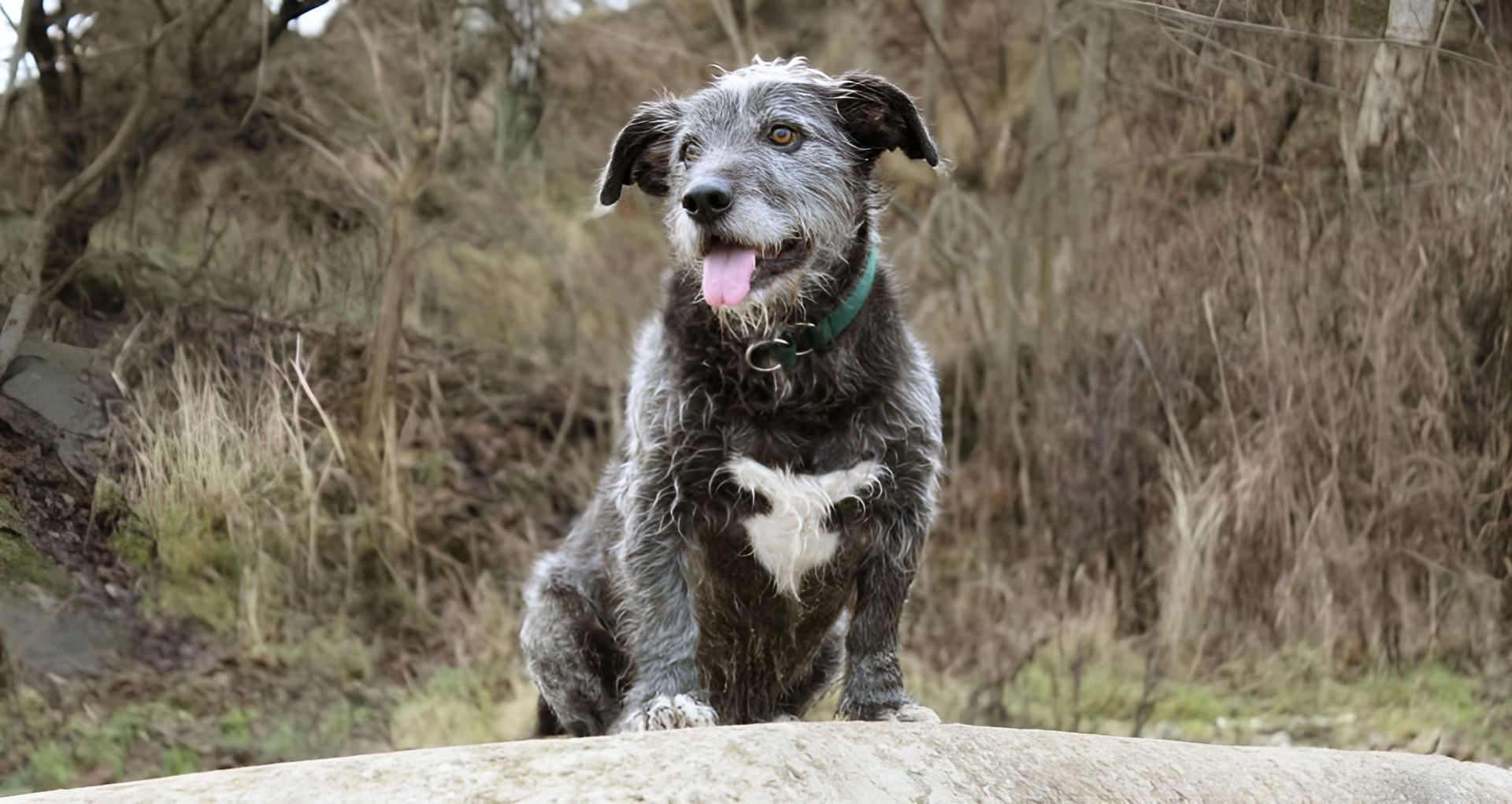 Hunde - Tierärztliche Gemeinschaftspraxis Dr. G. Oppelland-Störk und Dr. M. Störk