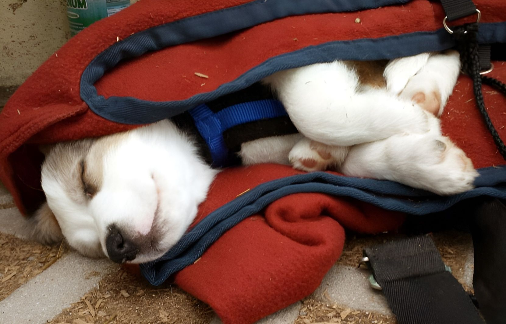 Hunde - Tierärztliche Gemeinschaftspraxis Dr. G. Oppelland-Störk und Dr. M. Störk